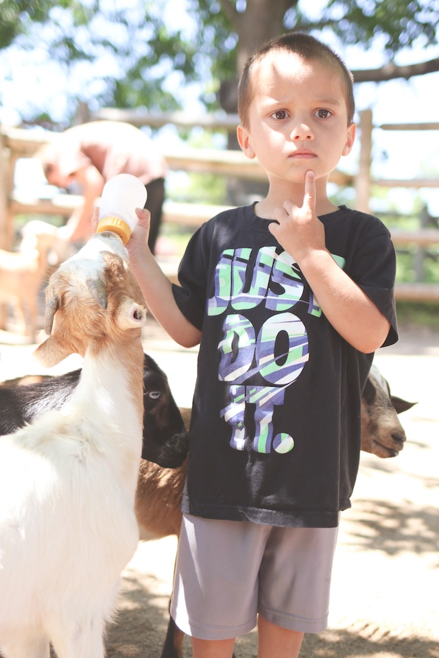Feeding Baby Goats by HouseofRoseBlog.com
