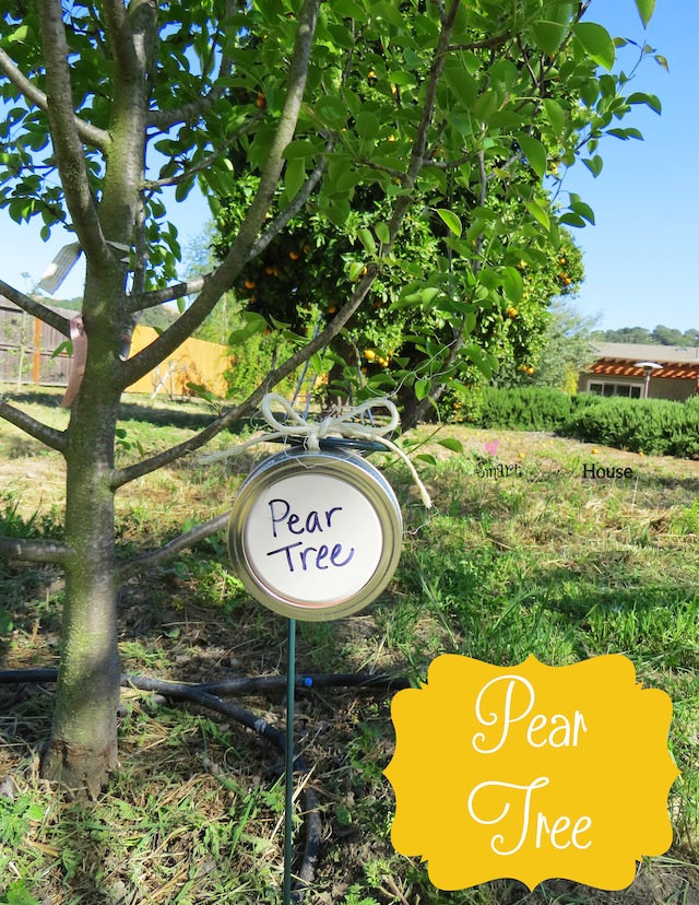 DIY Mason Jar Lid Tree Markers Project - Pear Tree