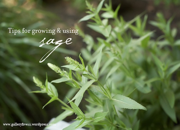 Tips for Growing and Using Sage